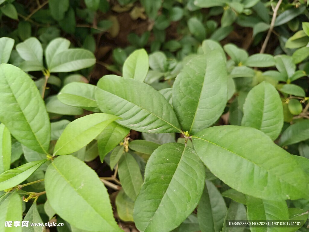 嫩绿叶片植物特写