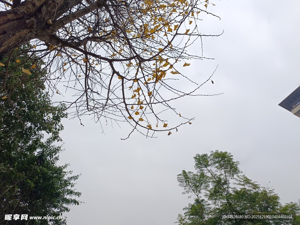 仰视树木与天空景象