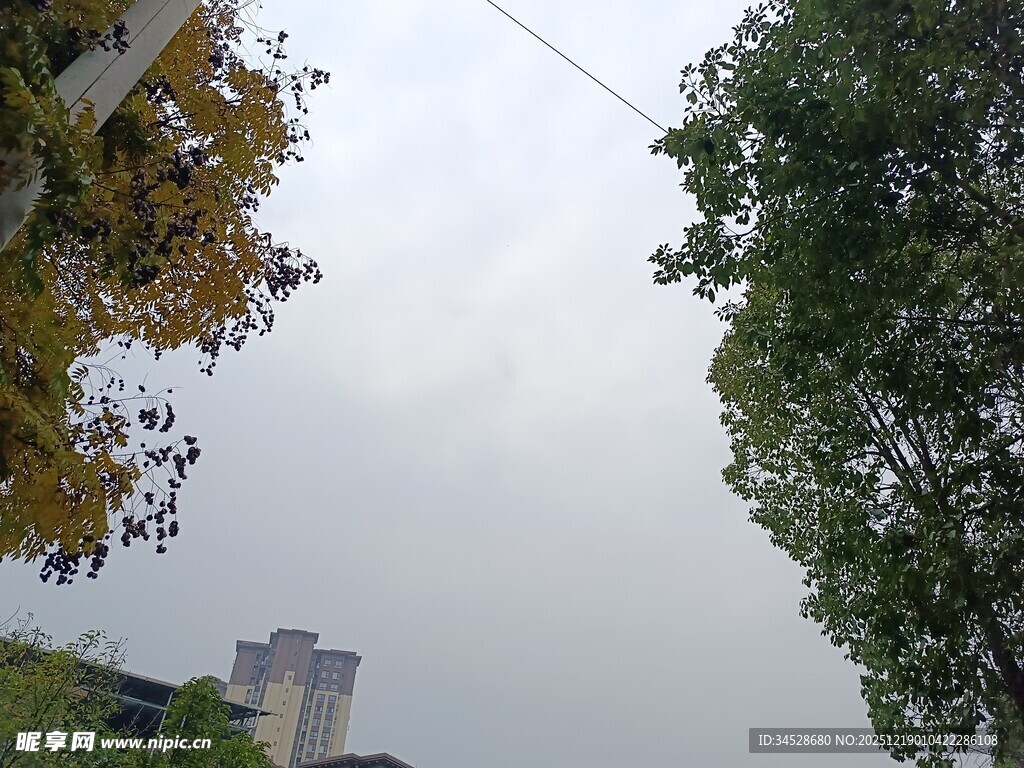 秋日城市树梢风景