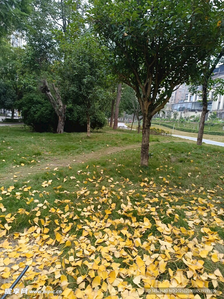 秋日公园落叶美景