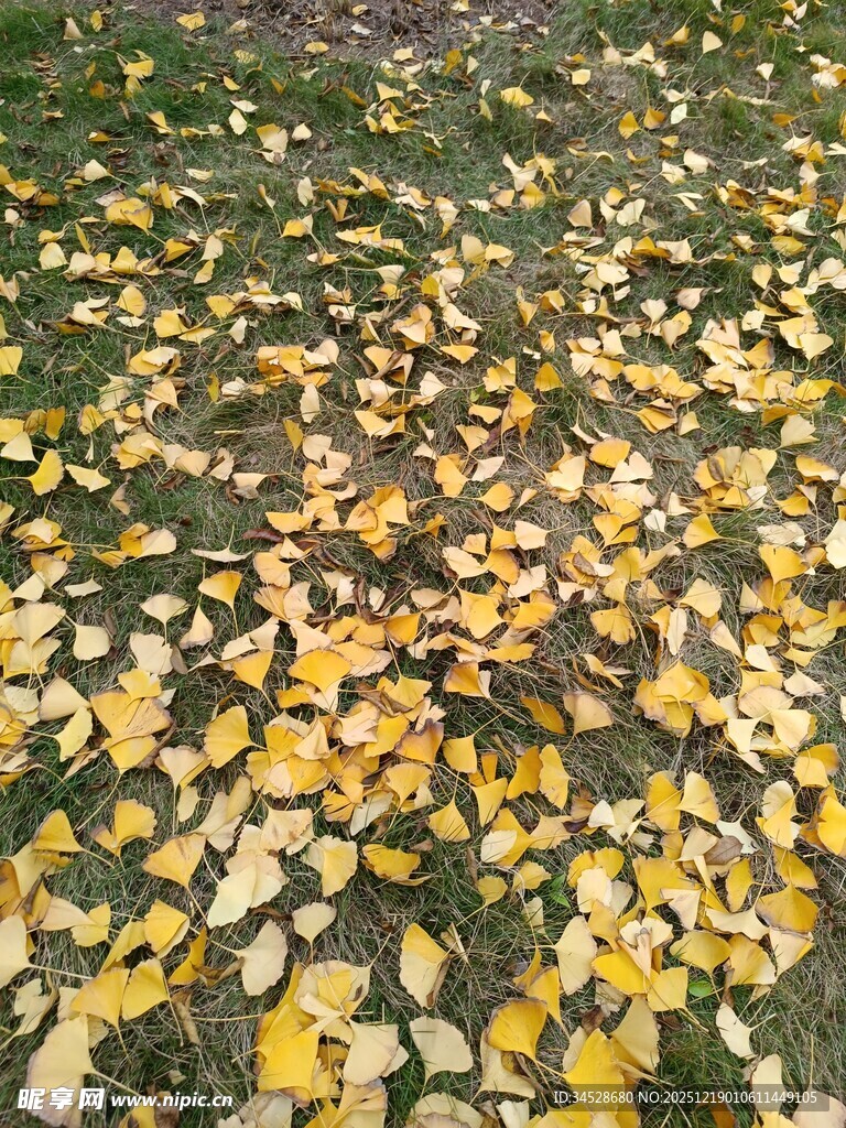 秋日草地落满金黄树叶