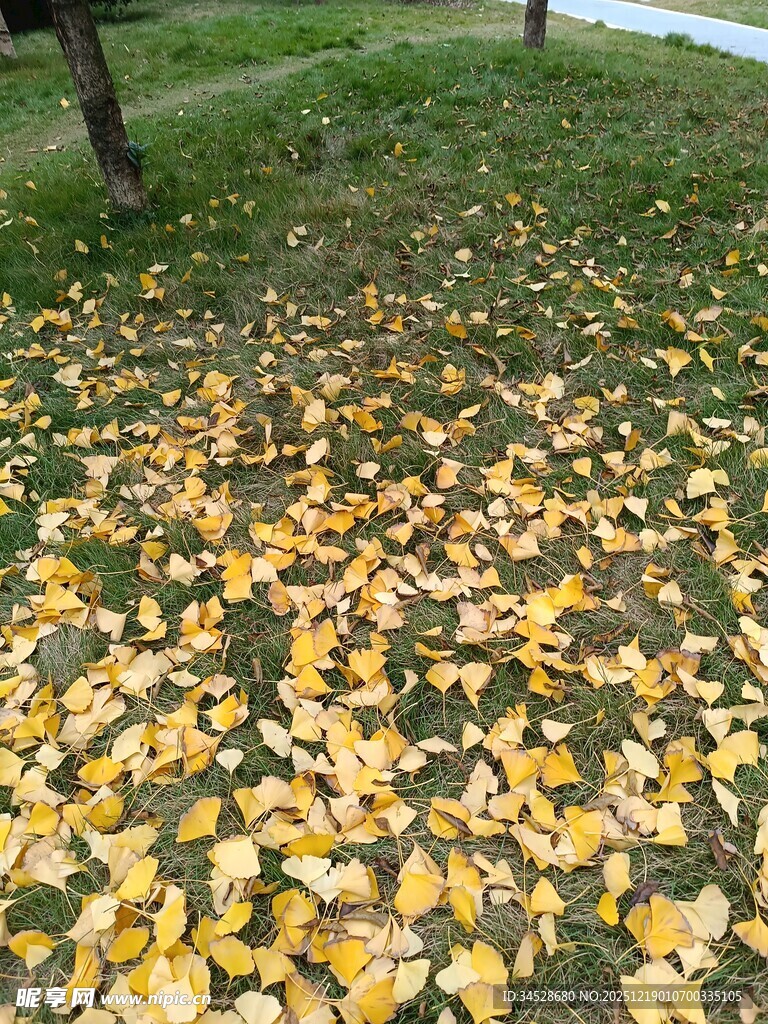 秋日草地落满金黄银杏叶