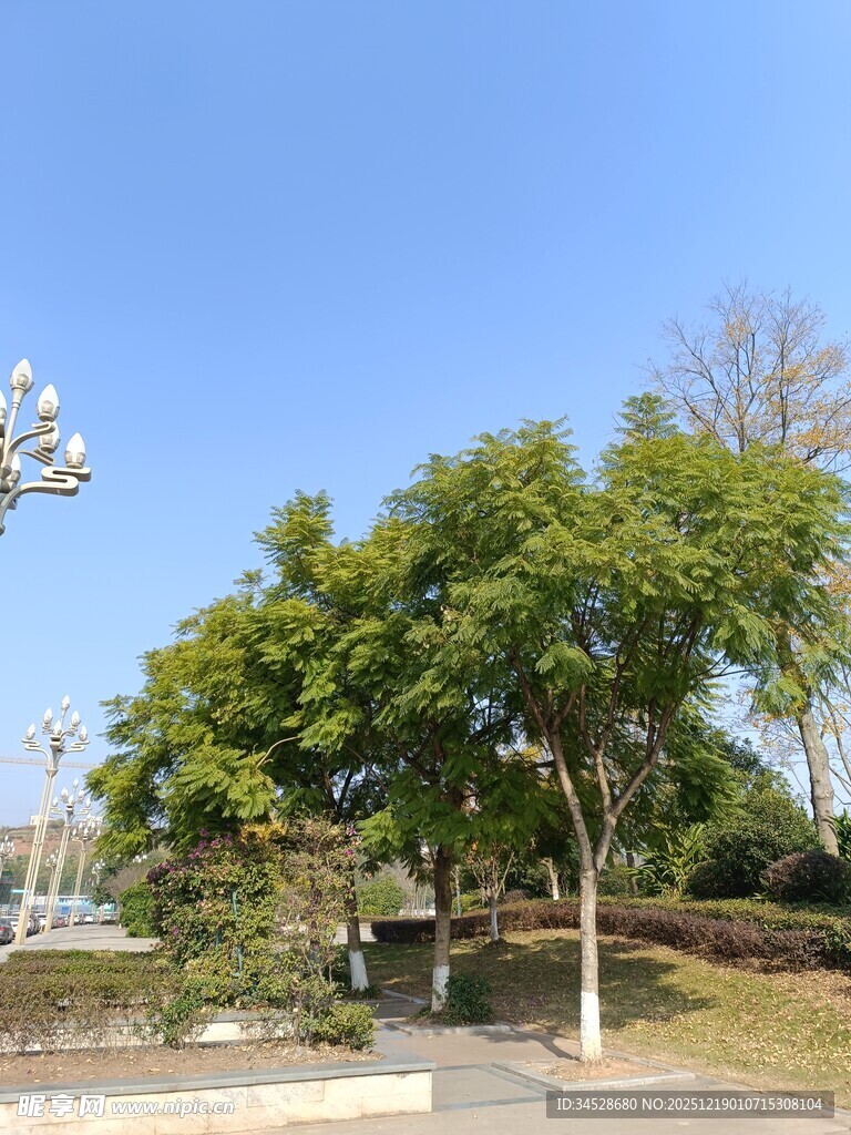 晴朗公园绿树景致