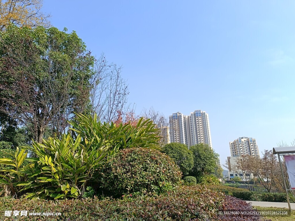 城市中的绿植与高楼景观