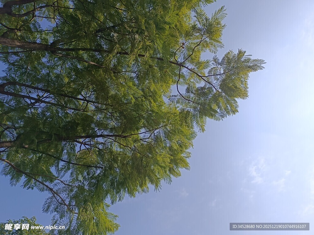 仰视绿树蓝天美景