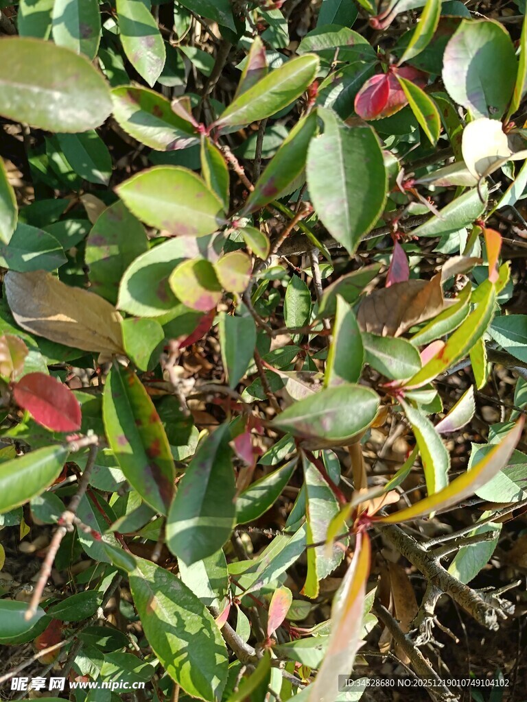 多彩叶片的植物景观