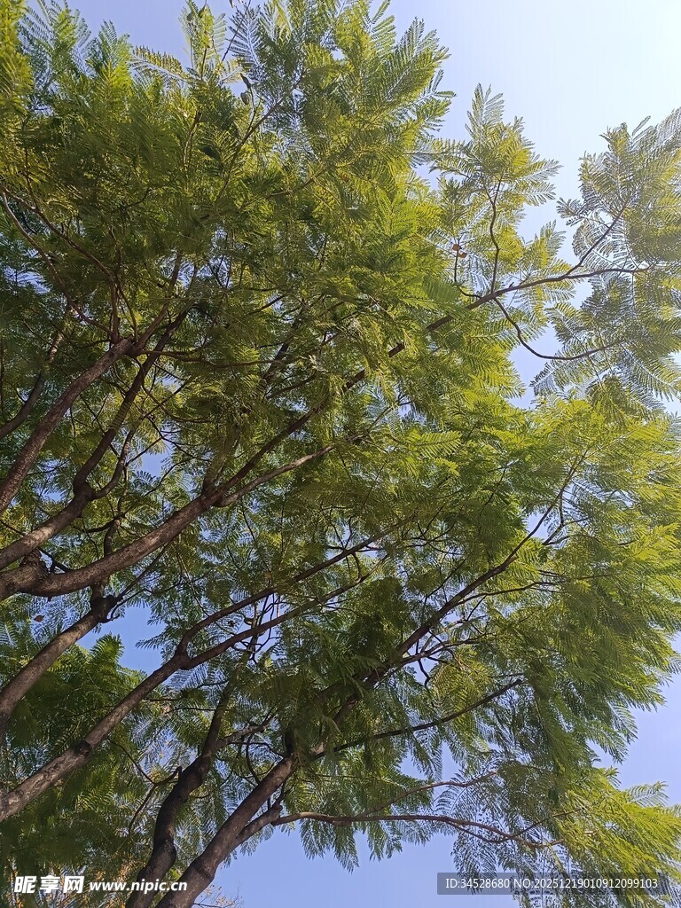 仰视翠绿繁茂的树木树冠