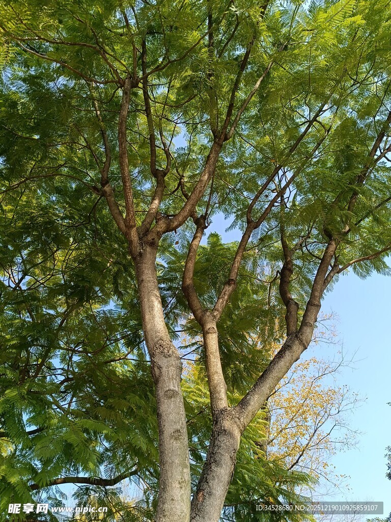 繁茂绿树展现勃勃生机