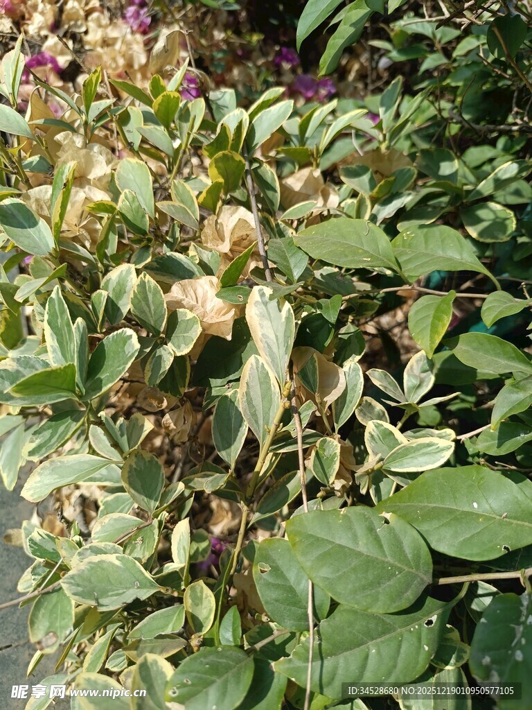 绿叶间的多彩植物景观