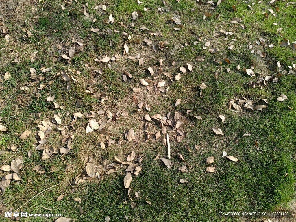 空中俯瞰草地上的动物群