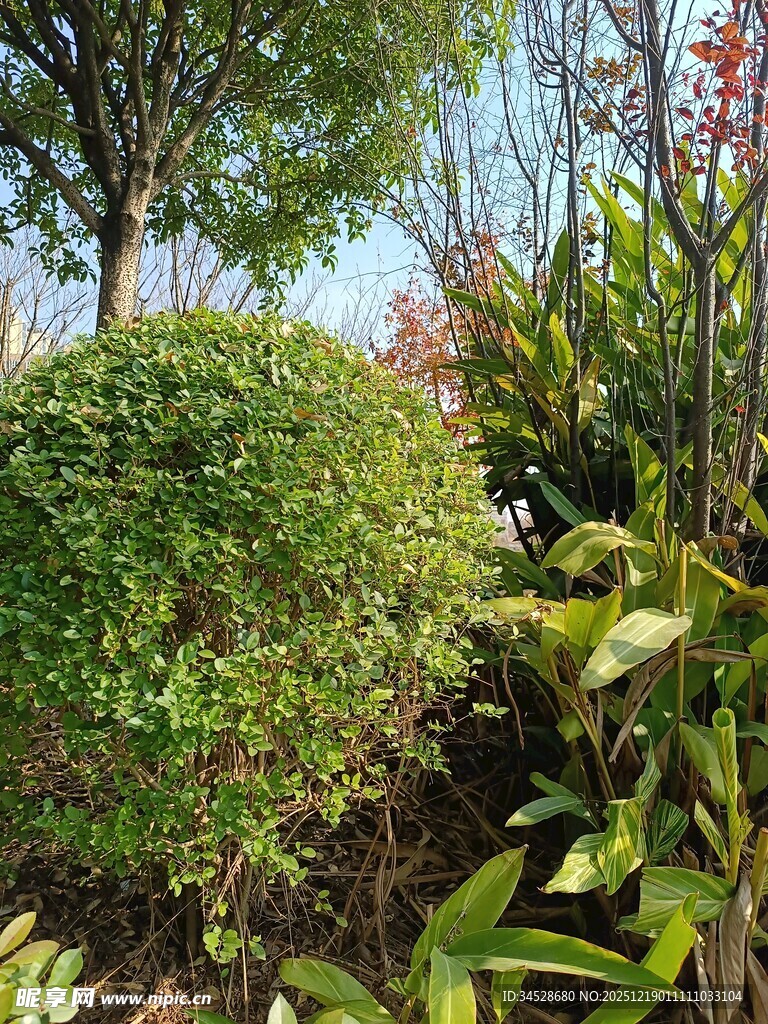 绿意盎然的园林植物景观