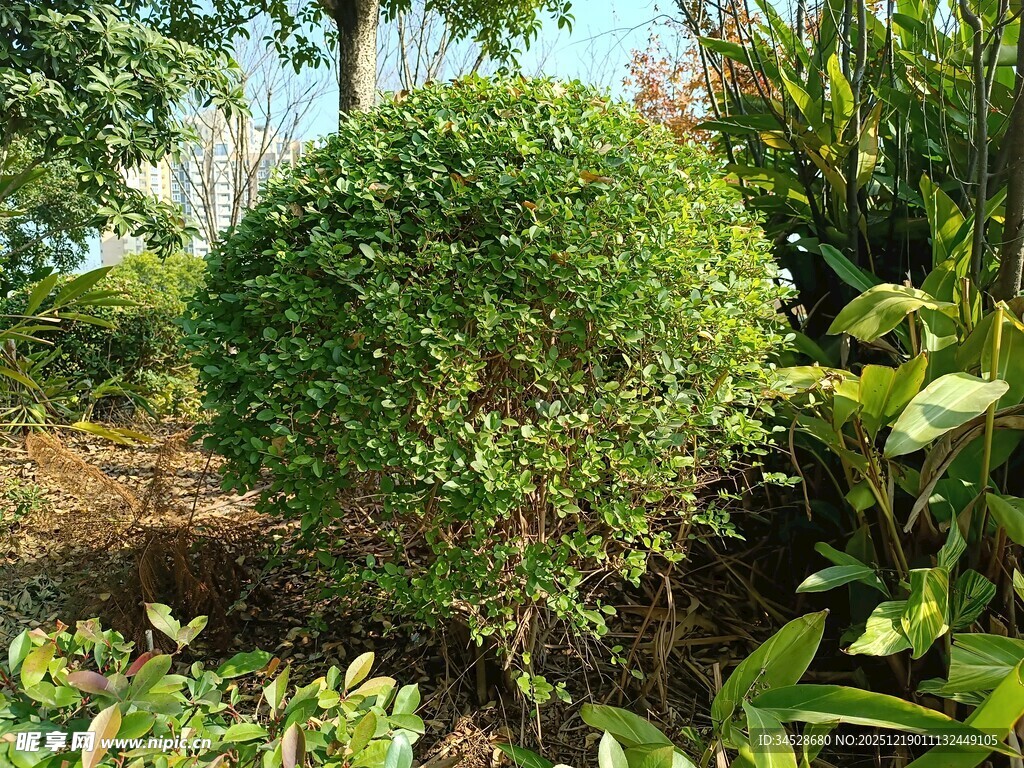 球形绿植点缀自然景观