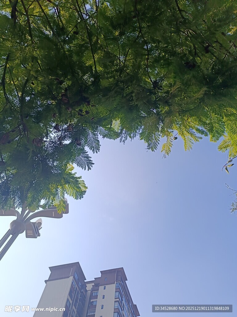 绿树掩映下的高楼