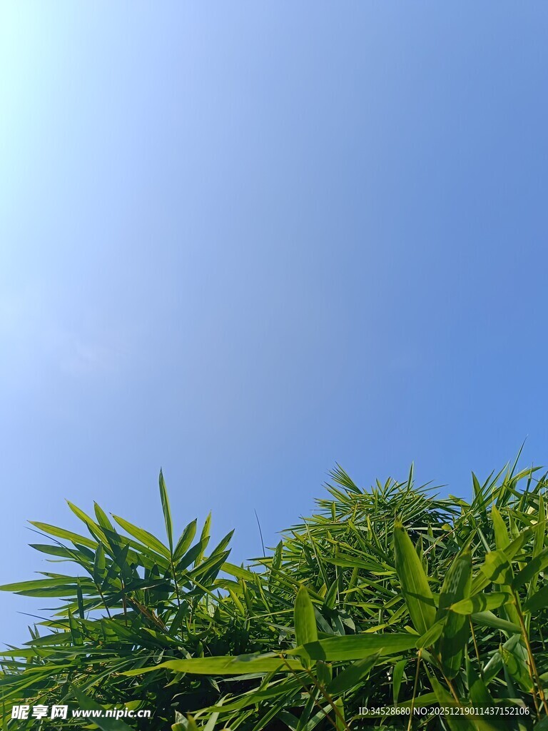 蓝天之下的翠绿植物