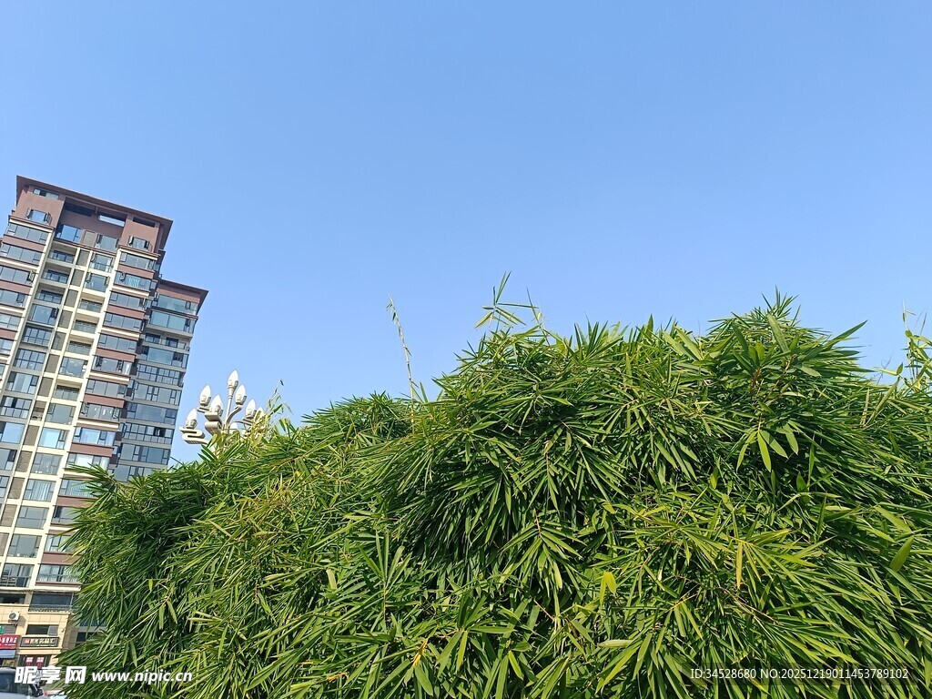 高楼旁的葱郁竹林