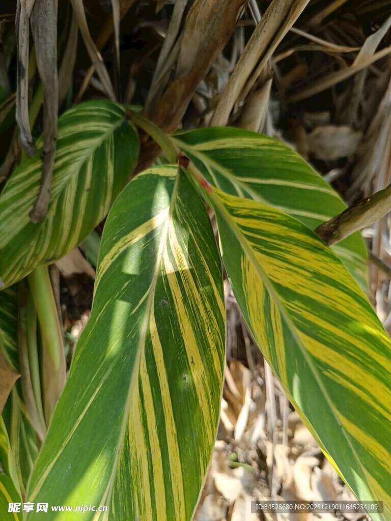 斑斓条纹叶片植物特写