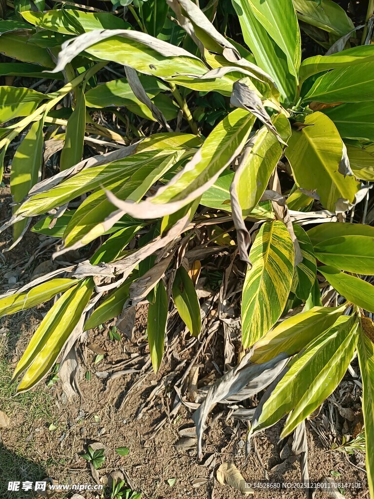 黄绿相间的植物叶片