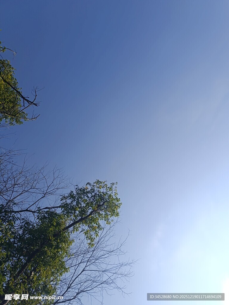 仰望蓝天与葱郁树木