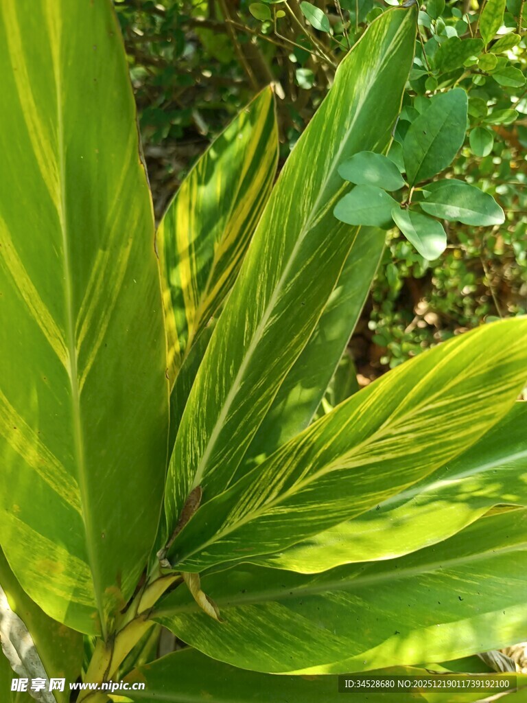 翠绿斑斓植物叶片特写