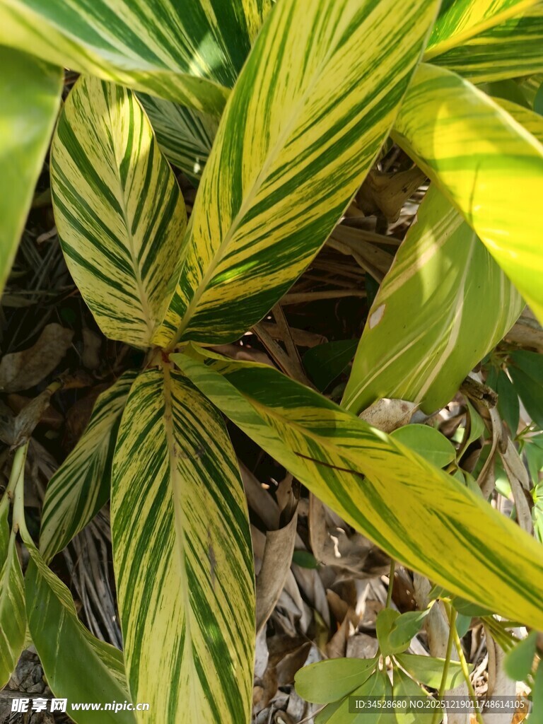 黄绿相间条纹叶片植物