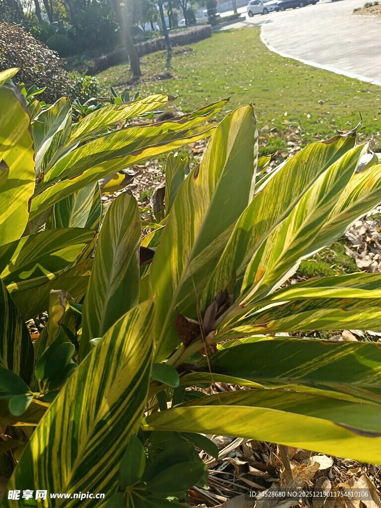 阳光下的翠绿植物