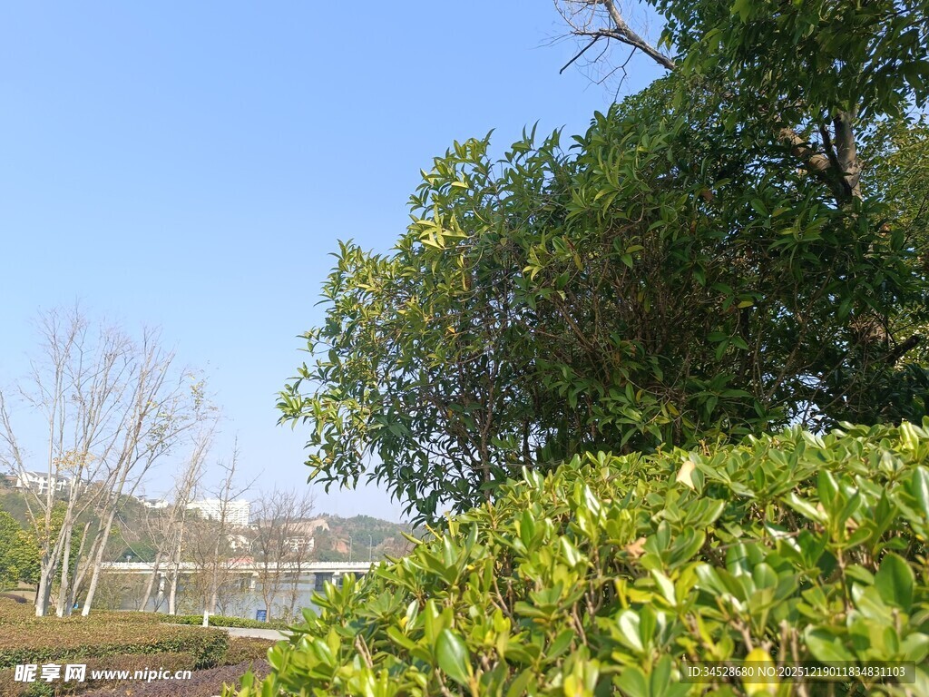 户外绿树蓝天风景图