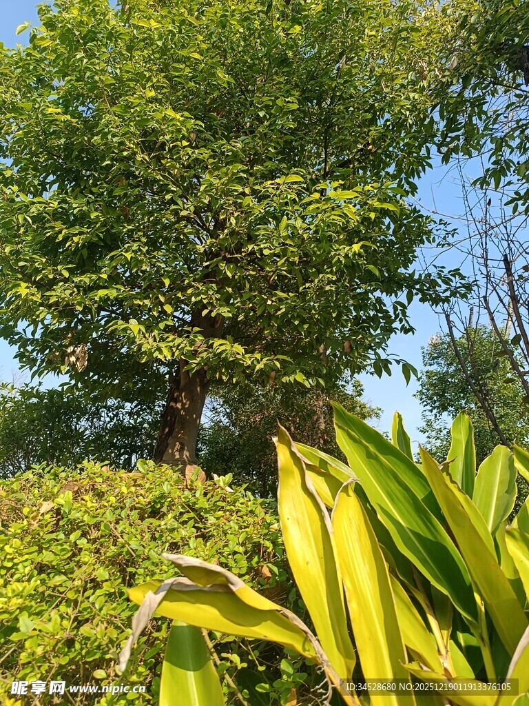 阳光下的绿树与金黄叶片