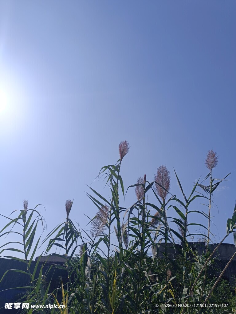 阳光下的粉色花朵