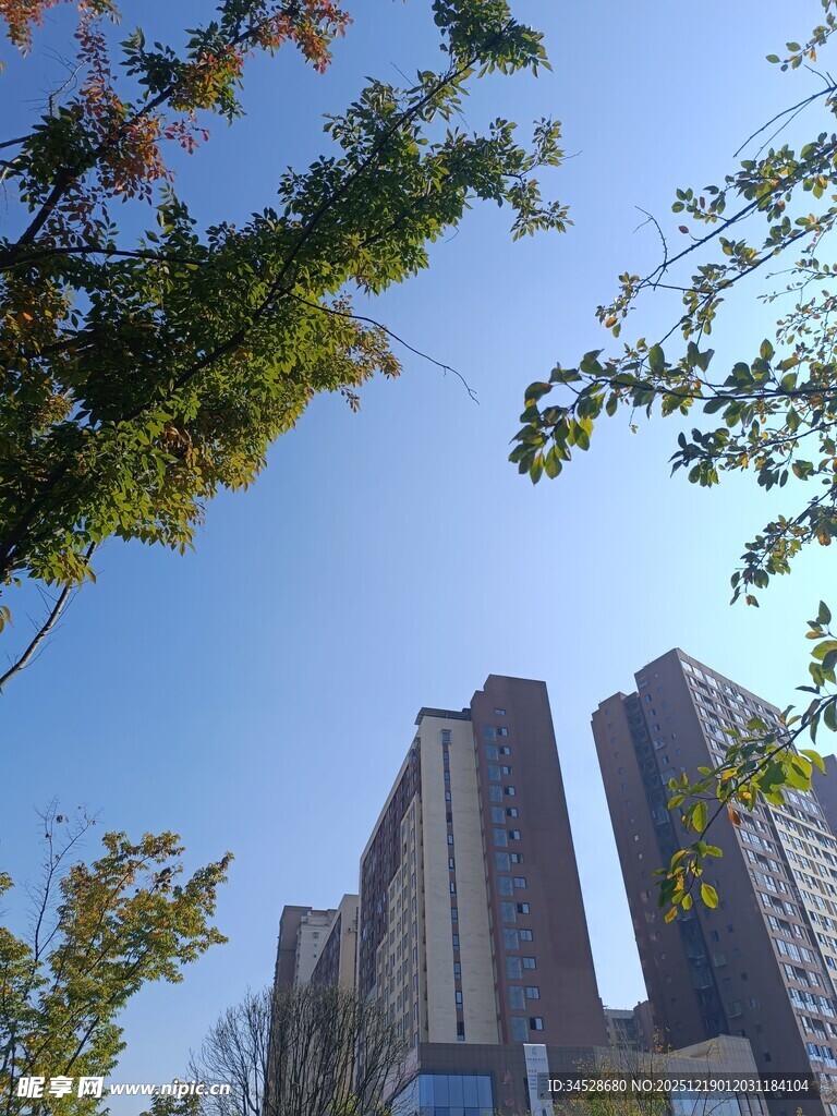 城市高楼与树梢相映成趣