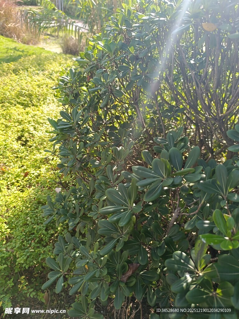 阳光照耀下的绿植景观