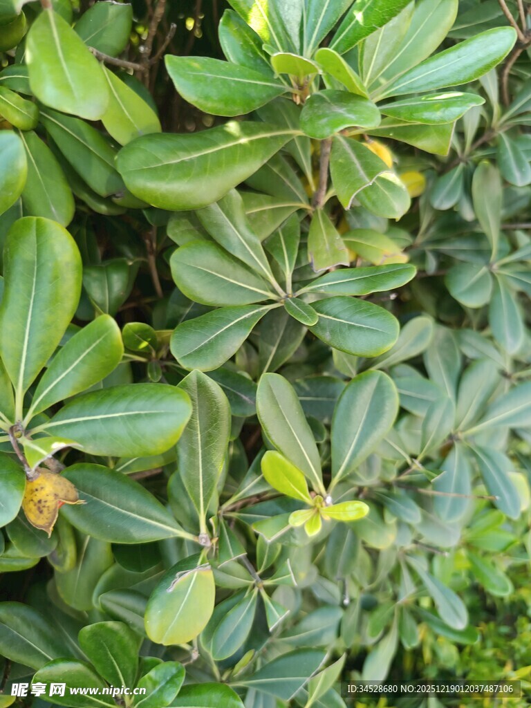 绿叶繁茂的植物景观