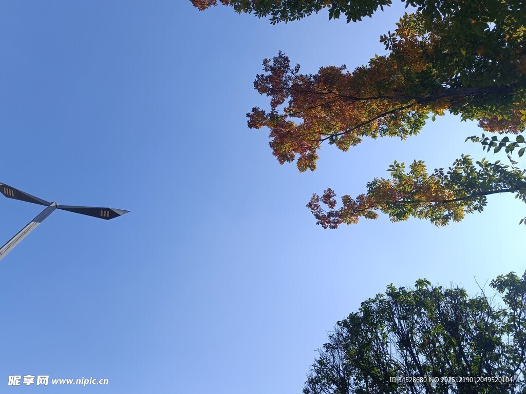 秋日树梢旁的蓝天飞鸟