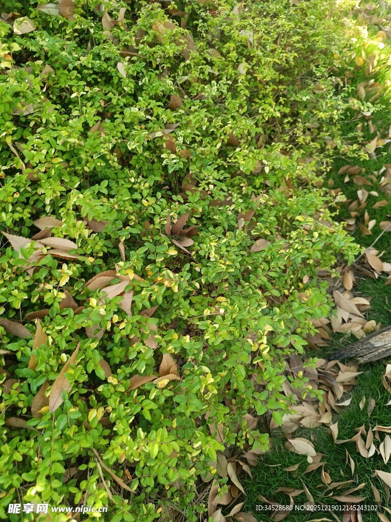 翠绿繁茂的地面绿植景观