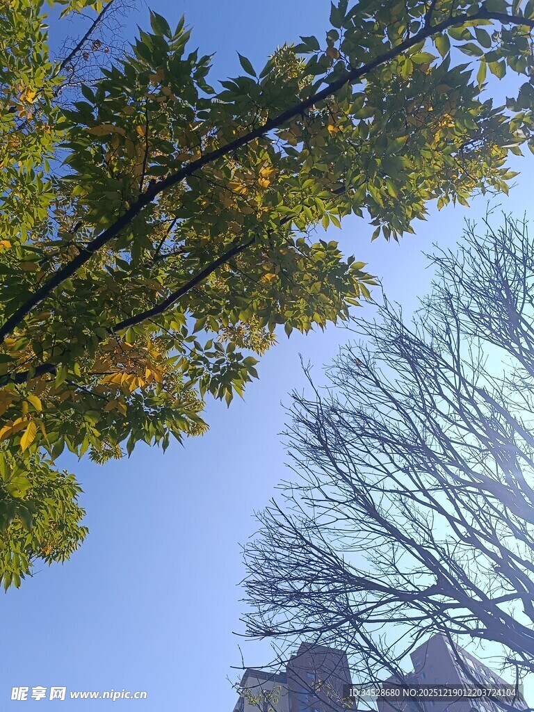 秋日树梢与蓝天相映