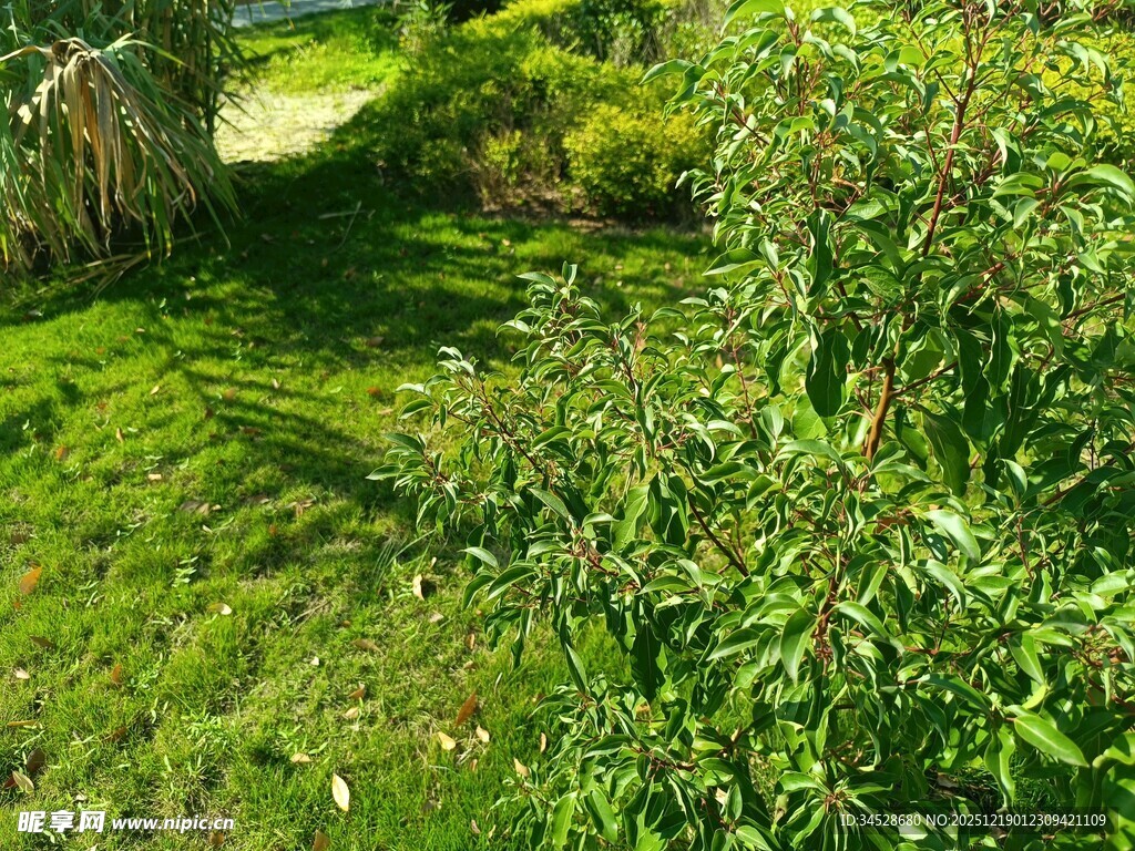 绿意盎然的户外花园景色