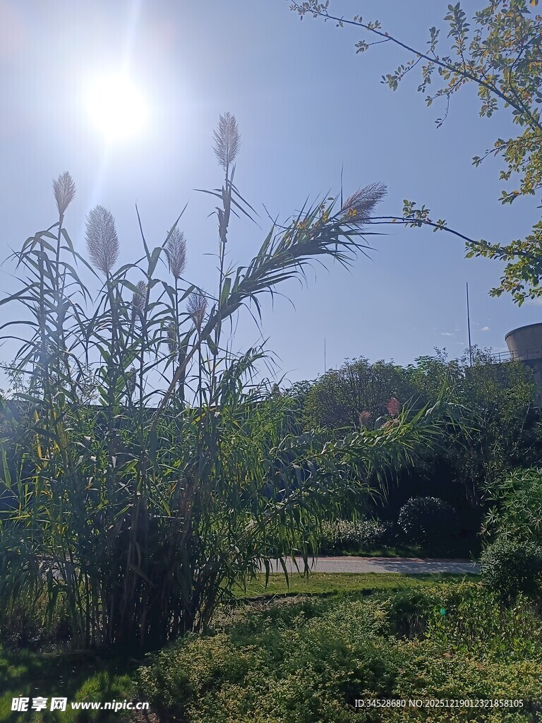 阳光下的葱郁植物景观