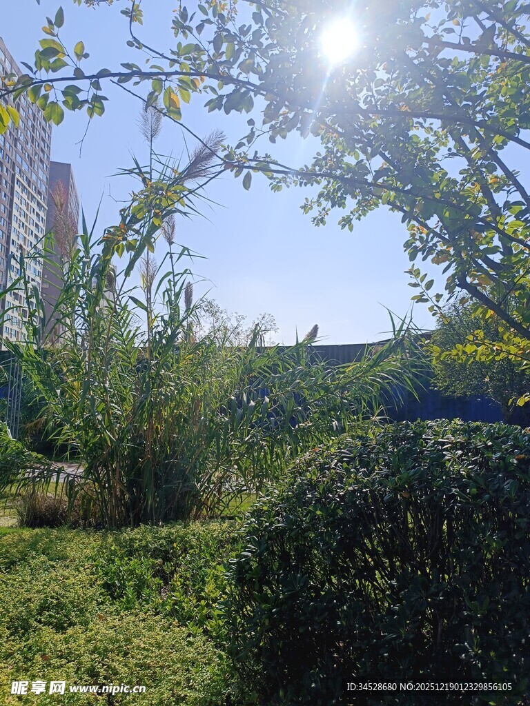 阳光照耀下的绿意花园