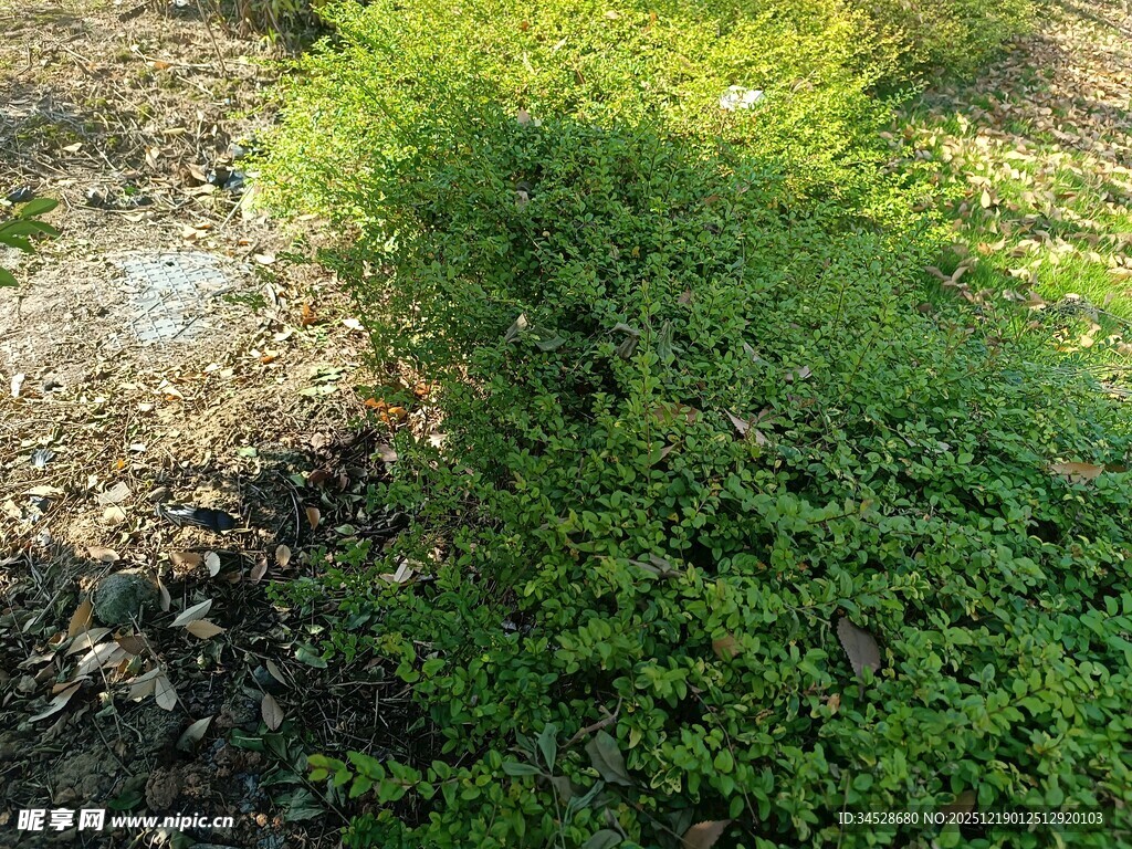 阳光下的翠绿植物