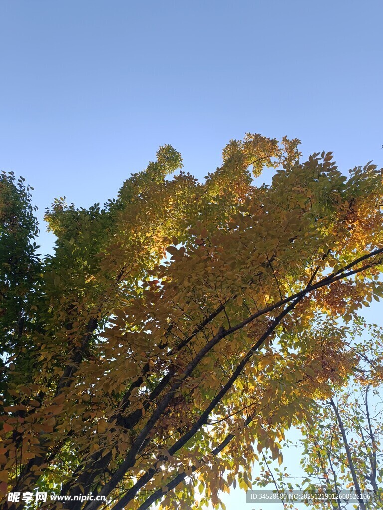 秋日金黄树叶与蓝天