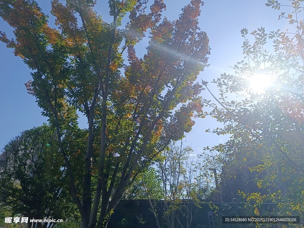 阳光下的多彩树木