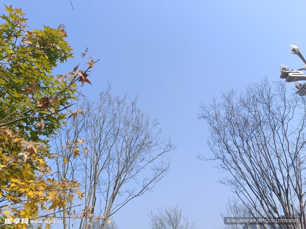 秋日蓝天与树木景致