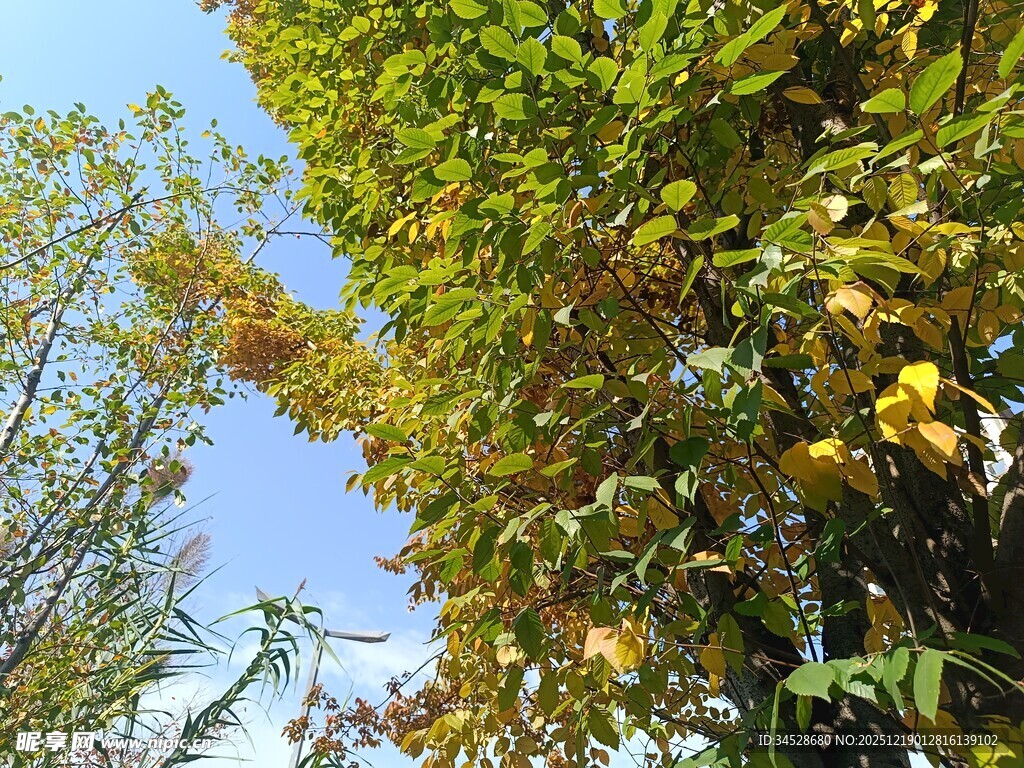 秋日树梢的斑斓景致