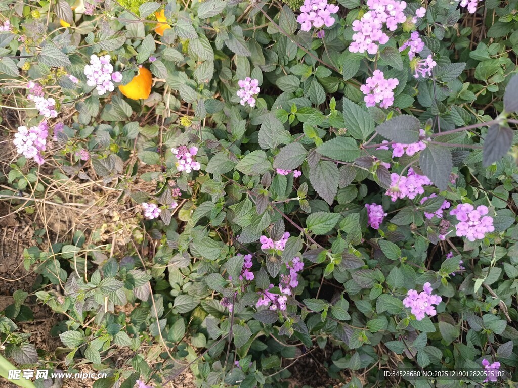 花丛中的蝴蝶与紫色小花