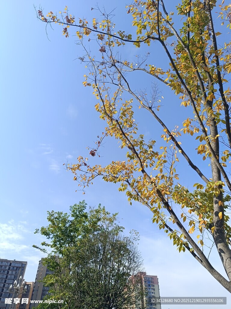 蓝天映衬下的金黄树枝