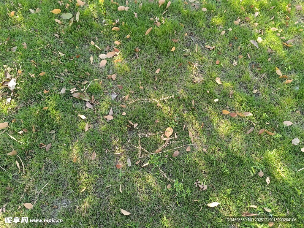 阳光下的斑驳绿草