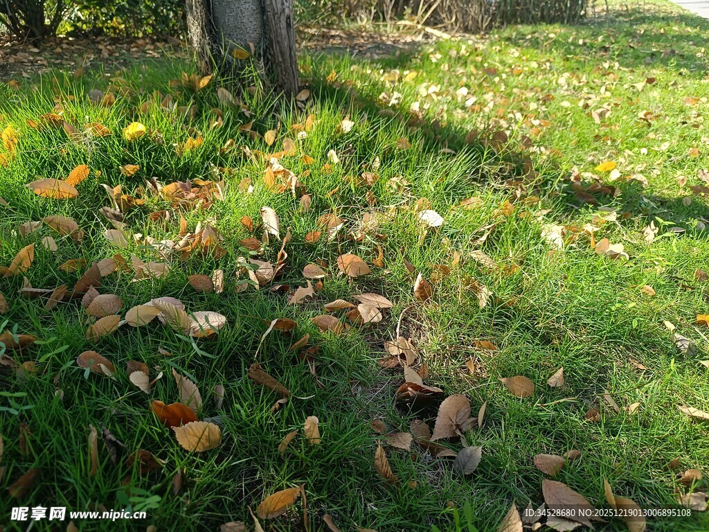 树下落叶铺就秋日美景