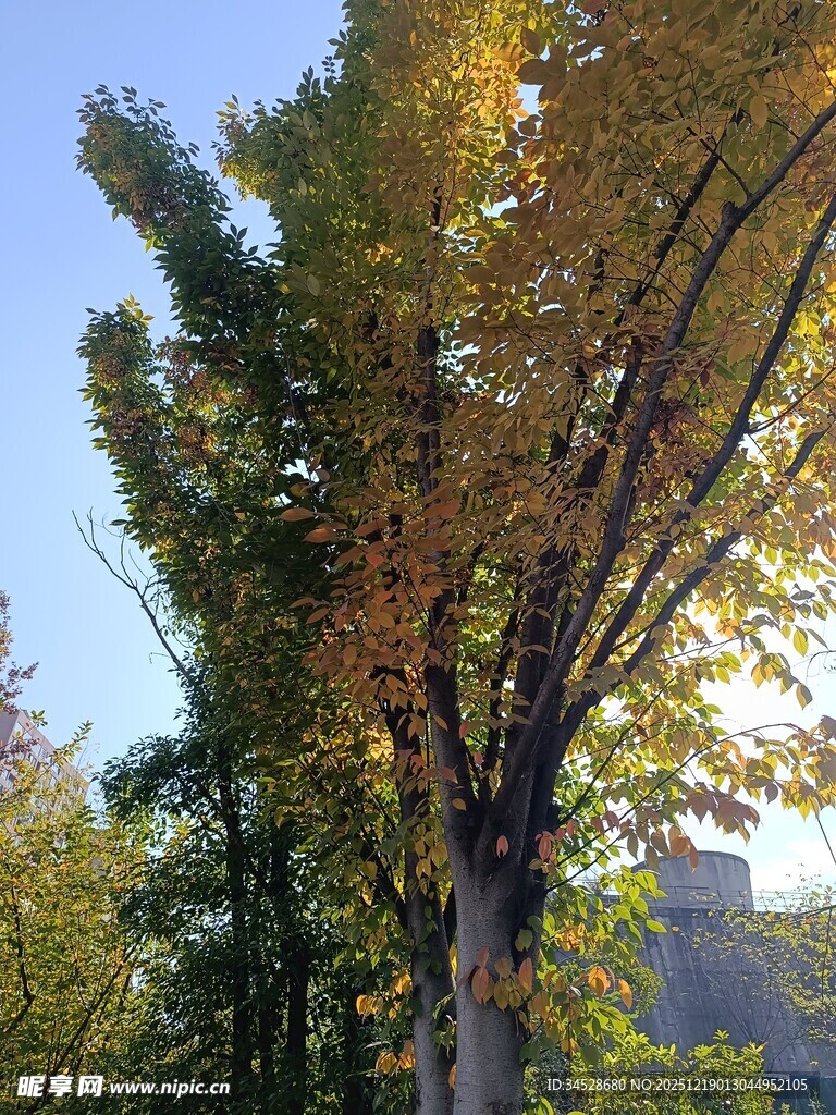 秋日阳光下的高大树木