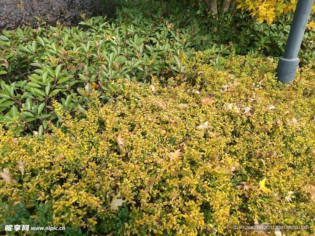 秋日繁茂绿植景观