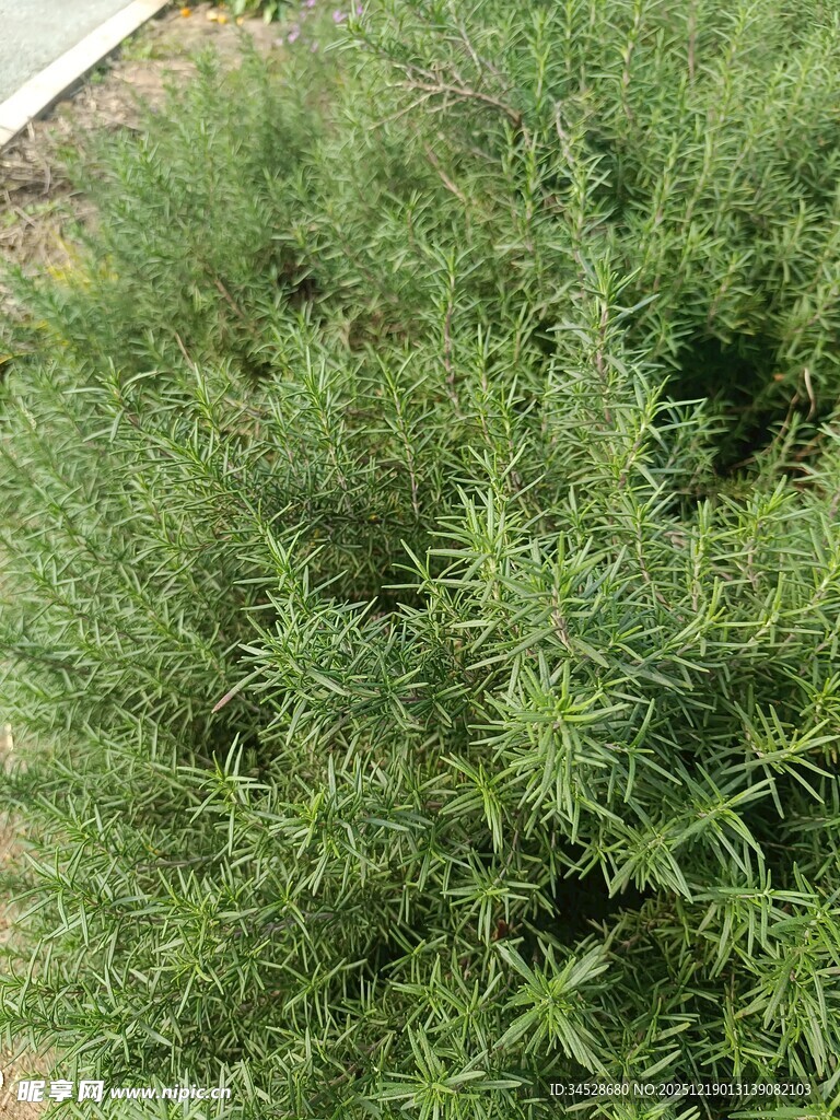 茂盛的绿色植物