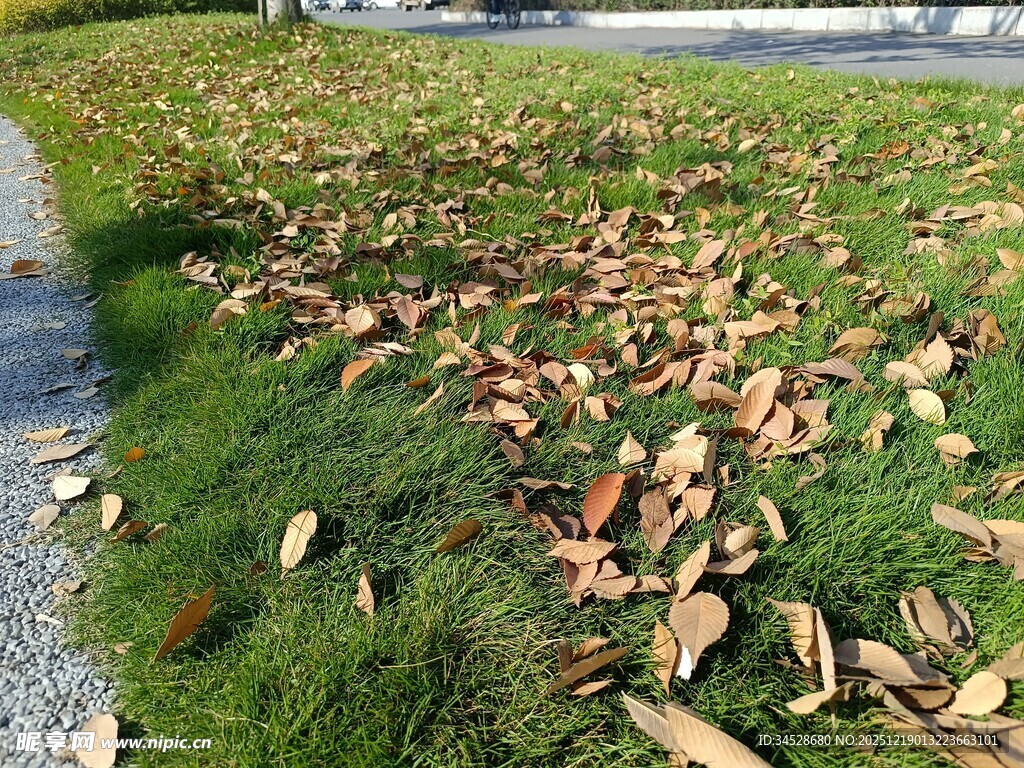 草地上的缤纷落叶